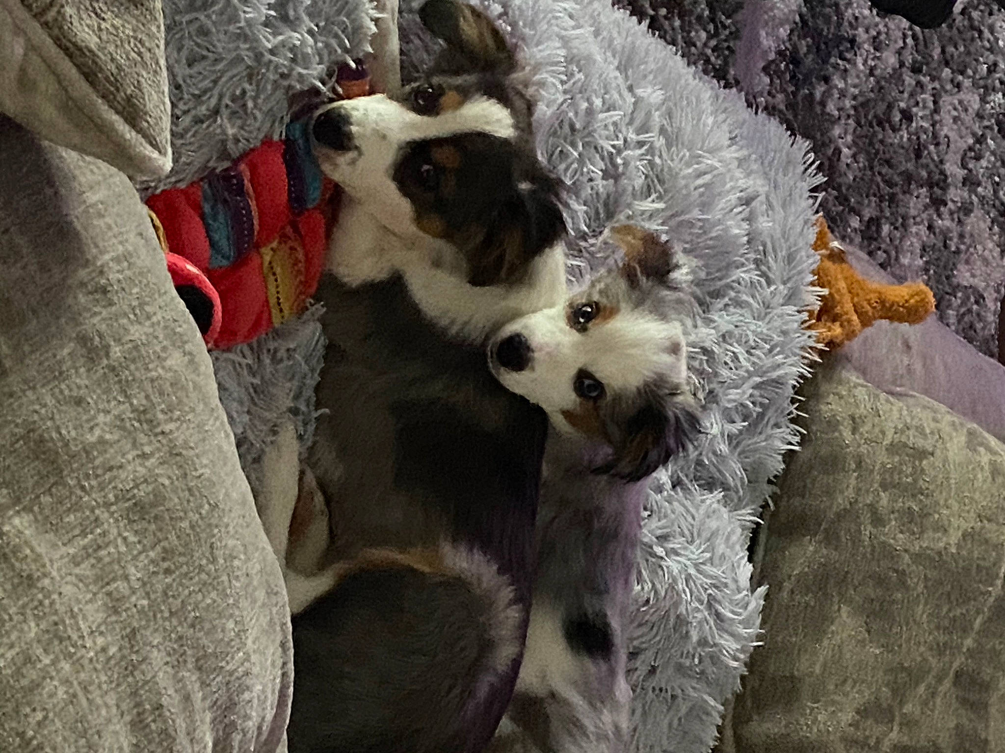 Teddy joined the competition — help win amazing prizes! canidae, carnivore, collar, companion_dog, dog, dog_breed, fawn, fur, non_sporting_group, snout, sporting_group, terrestrial_animal, texas_heeler, whiskers, working_animal, working_dog