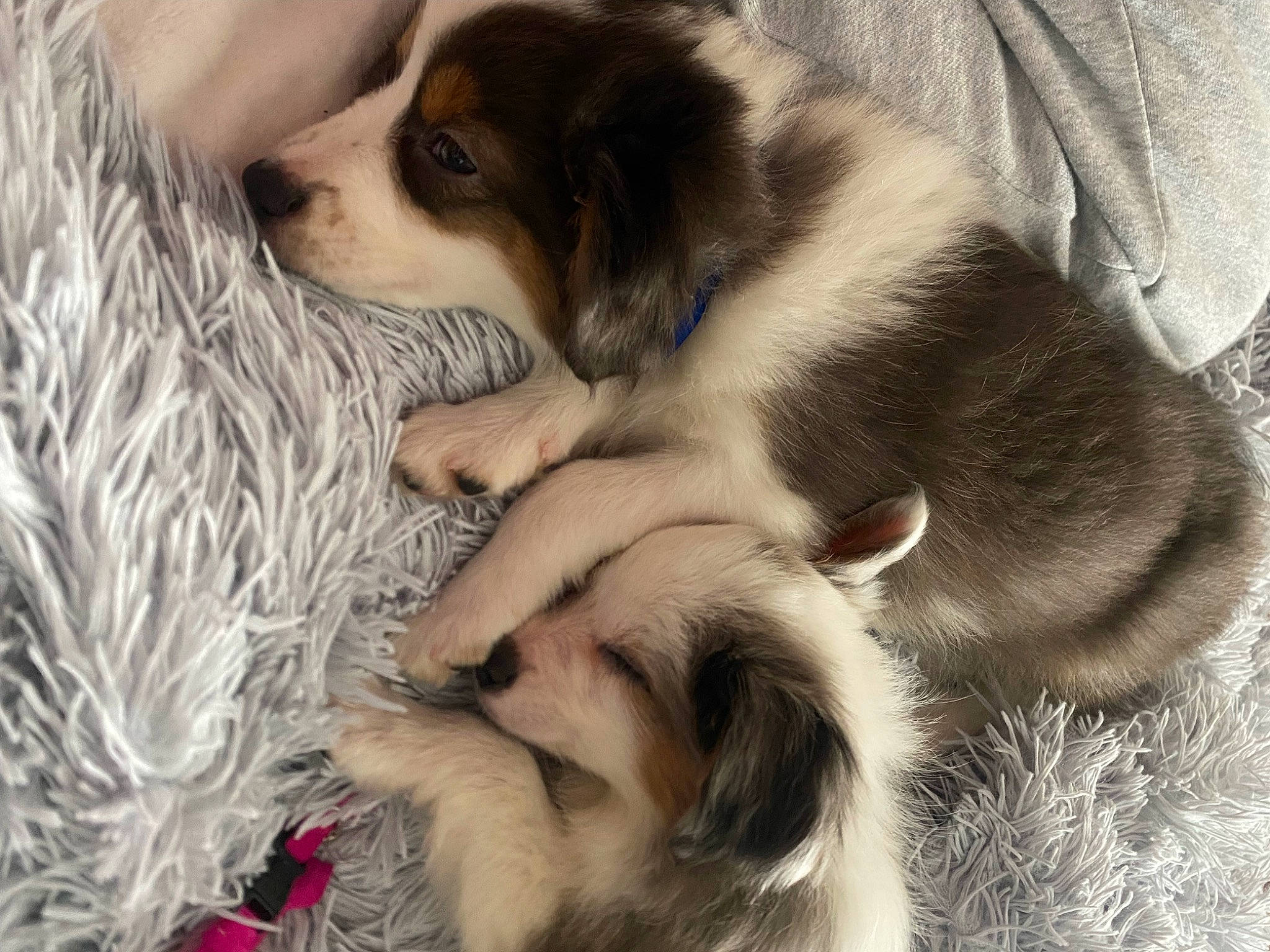 Teddy is registered to the contest to win money with this photo: bored, carnivore, comfort, companion_dog, dog, dog_breed, fawn, fur, nap, paw, puppy_love, snout, sporting_group, whiskers, working_animal, working_dog