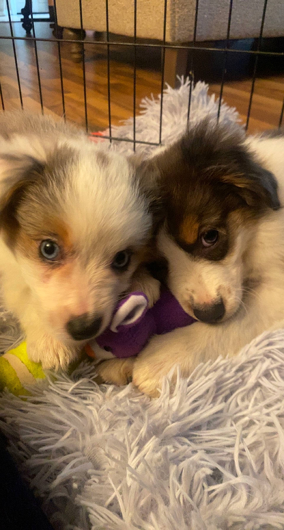 Teddy joined the competition — help win amazing prizes! animal_shelter, canidae, carnivore, companion_dog, dog, dog_breed, dog_supply, fawn, fur, paw, pet_supply, puppy, puppy_love, snout, sporting_group, terrestrial_animal, toy_dog, whiskers, working_animal, working_dog