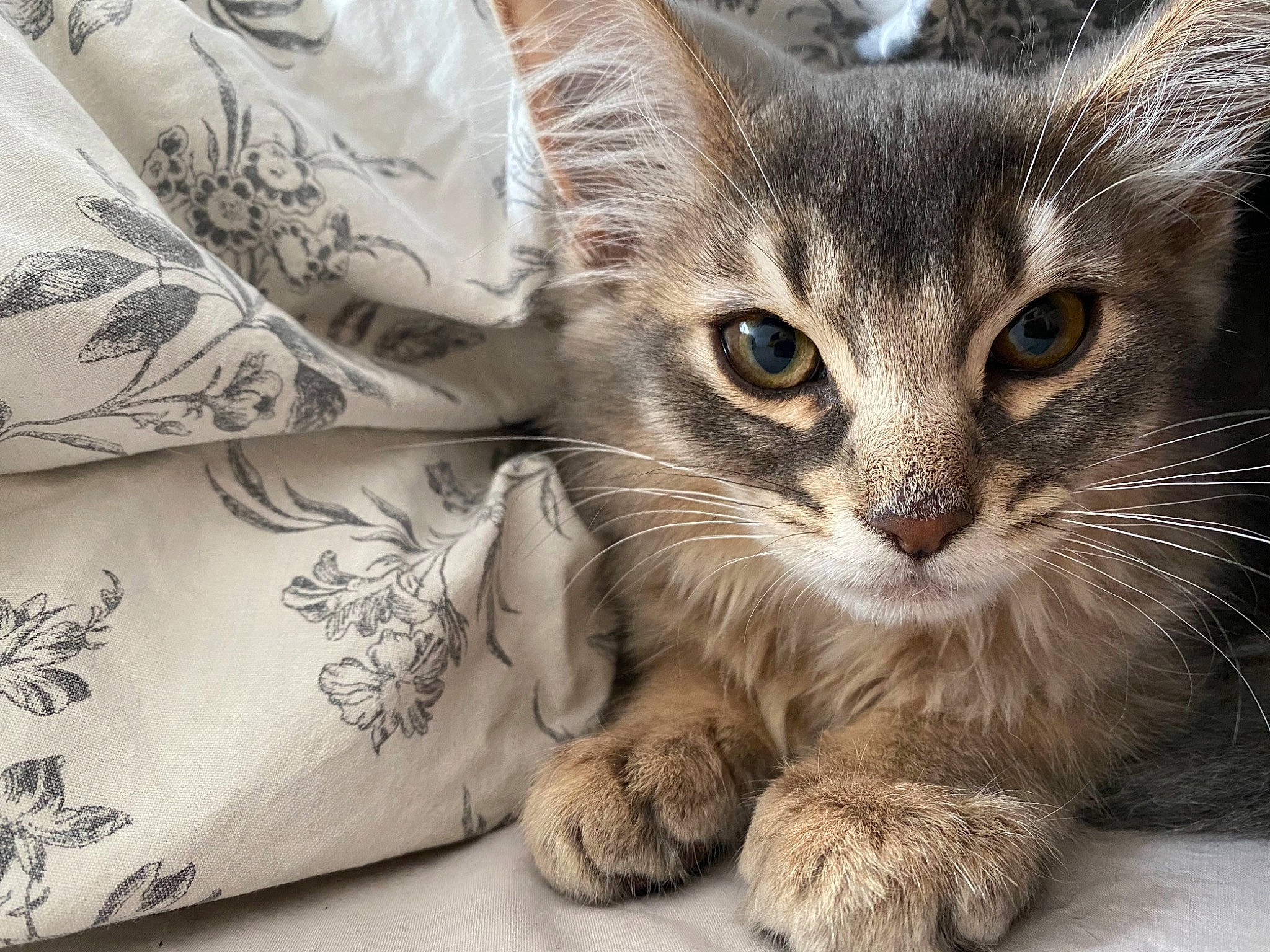 Neige joined the competition — help win amazing prizes! carnivore, cat, claw, comfort, domestic_short_haired_cat, felidae, fur, linens, mammal, paw, small_to_medium_sized_cats, snout, terrestrial_animal, vertebrate, whiskers, wildlife, window