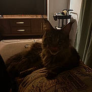 Magnus is registered to the contest to win money with this photo: cat, feline, pet, long_hair, indoor, living_room, cushion, pillow, tv, cabinet, curtain, whiskers, ears, cozy, dim_light, furniture, carpet, remote_control, brown_cat, relaxed