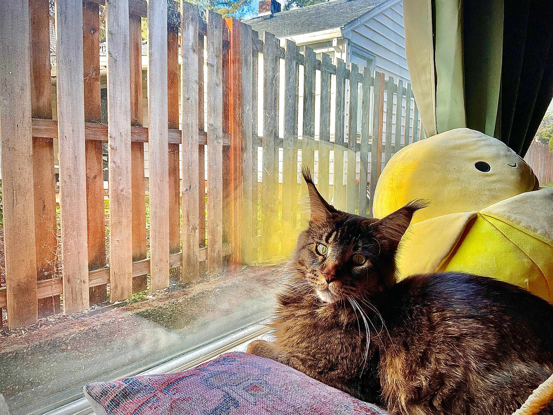 Magnus joined the competition — help win amazing prizes! cat, tabby_cat, pet, plush_toy, window, windowsill, curtain, cushion, pillow, sunlight, sun_glow, whiskers, fence, wood_fence, backyard, glass, reflection, cozy, indoor, relaxed