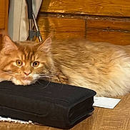 Garfield joined the competition — help win amazing prizes! animal, black_case, cat, closeup, cozy, curious, domestic_cat, eyes, face, fluffy, furniture, home, indoor, orange_cat, pet, relaxed, resting, table, whiskers, wooden_table