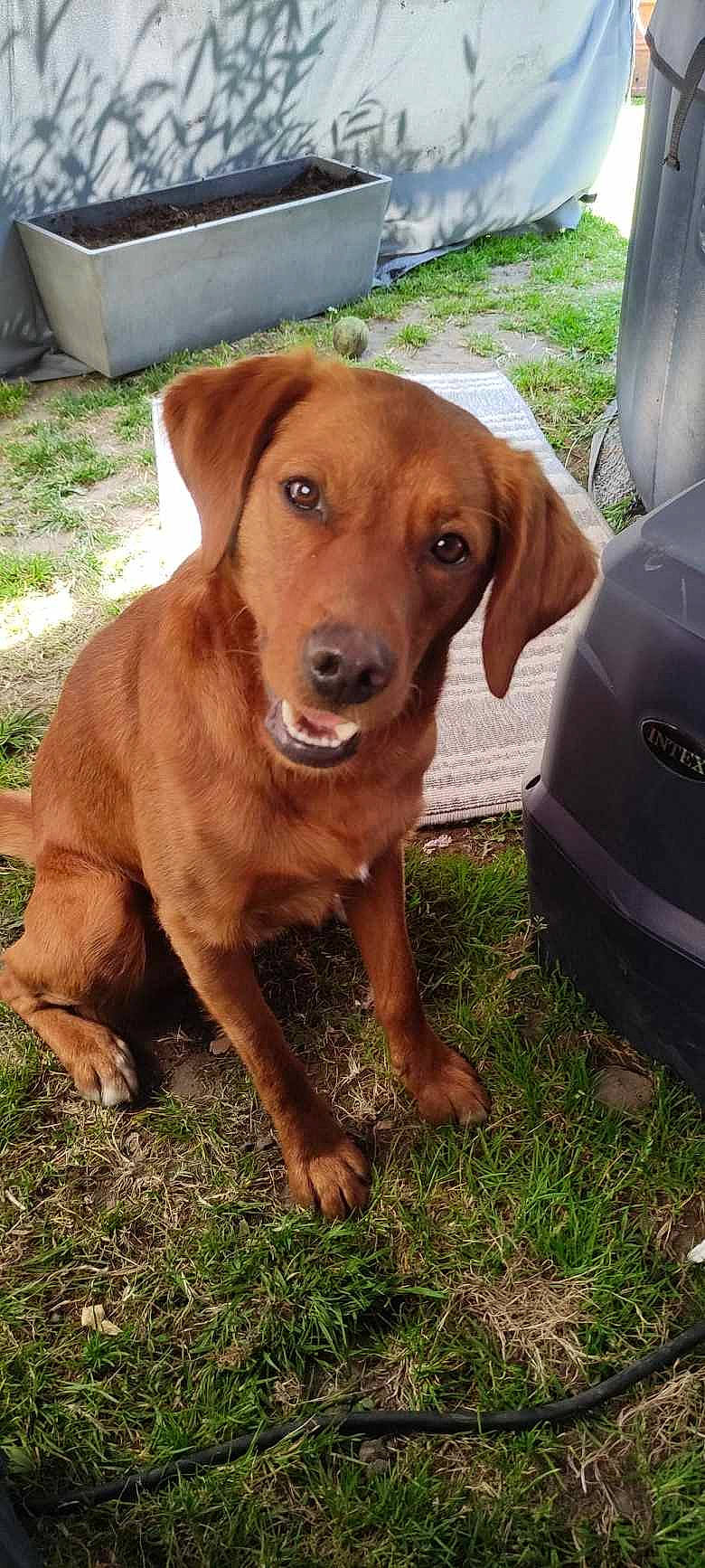 Balto a rejoint le concours — aidez-le/la à gagner de superbes lots ! carnivore, collar, companion_dog, dog, dog_breed, dog_collar, fawn, fender, grass, hound, liver, plant, snout, sporting_group, terrestrial_animal, vehicle, vehicle_door, whiskers, working_animal, working_dog