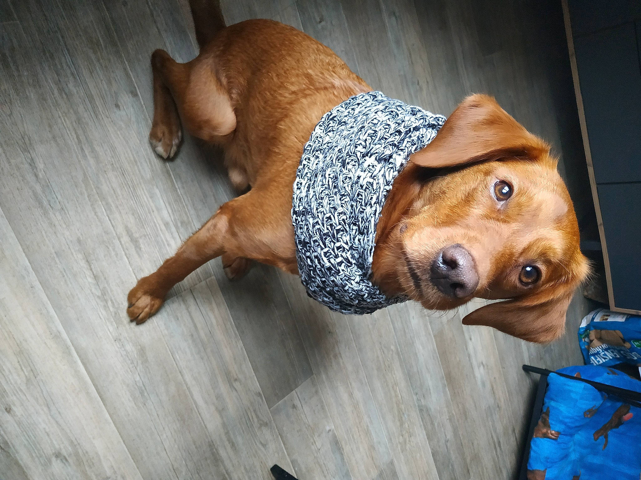 Balto a rejoint le concours — aidez-le/la à gagner de superbes lots ! brown, canidae, carnivore, companion_dog, dog, dog_breed, dog_clothes, dog_collar, dog_supply, fawn, flooring, hardwood, liver, non_sporting_group, pet_supply, snout, sporting_group, tail, wood, working_animal