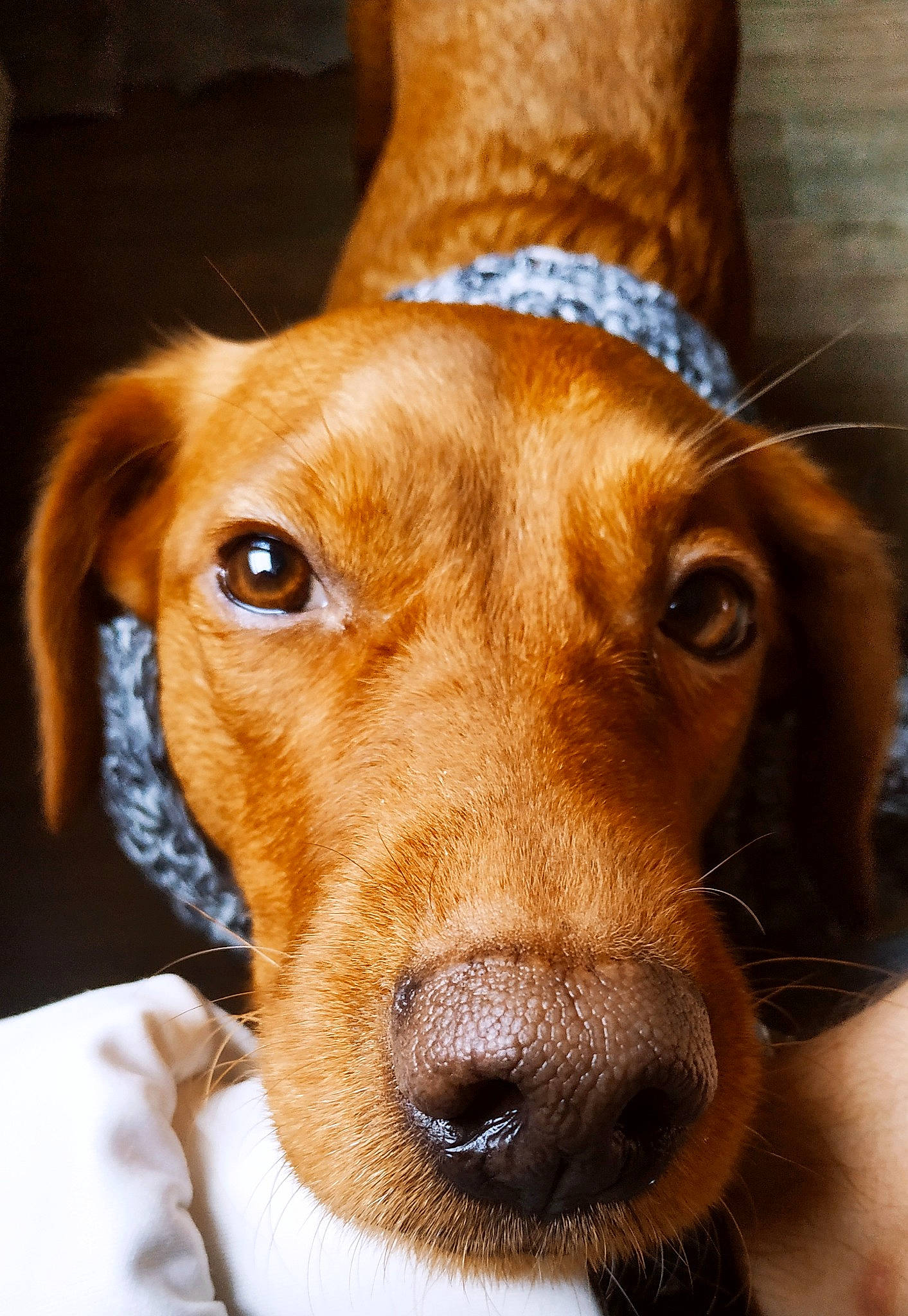 Balto participe au concours pour gagner de l'argent avec cette photo : canidae, carnivore, collar, companion_dog, dog, dog_breed, dog_collar, dog_supply, ear, eye, fawn, fur, head, liver, nose, pet_supply, snout, sporting_group, whiskers, working_animal