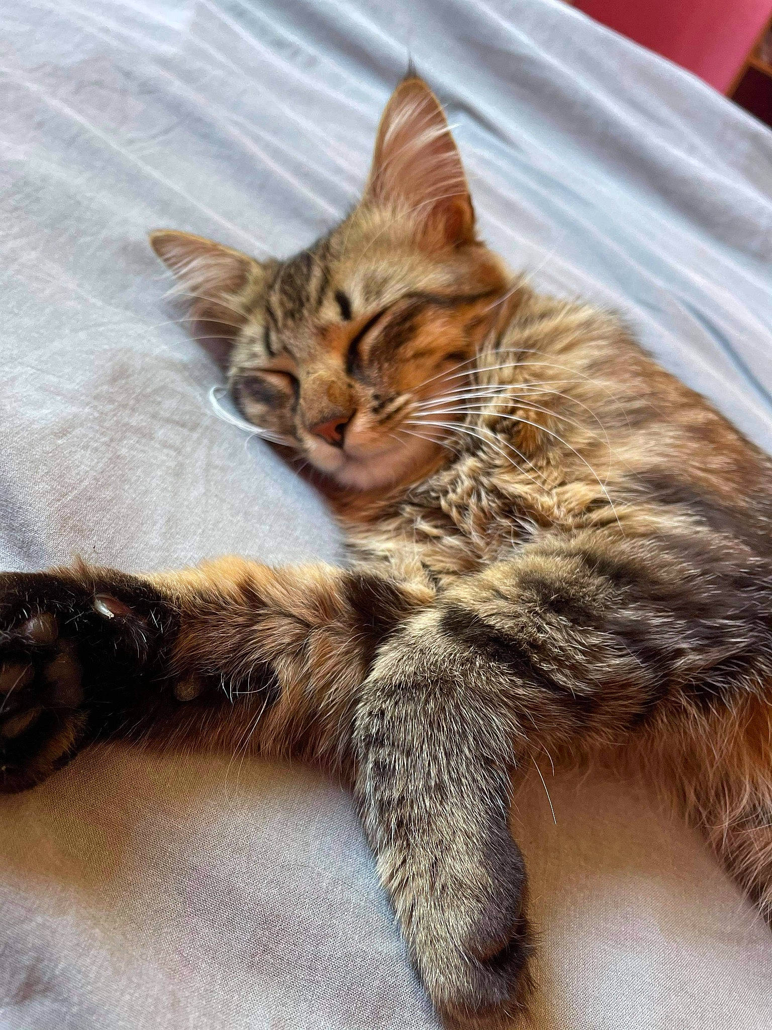 Réglisse a rejoint le concours — aidez-le/la à gagner de superbes lots ! carnivore, cat, claw, comfort, domestic_short_haired_cat, ear, fawn, felidae, fur, maine_coon, paw, small_to_medium_sized_cats, snout, tail, terrestrial_animal, whiskers, wildlife