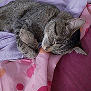 Univers a rejoint le concours — aidez-le/la à gagner de superbes lots ! cat, tabby, sleeping, feline, pet, cozy, blanket, bed, indoors, fur, cute, resting, animal, whiskers, paw, domestic, soft, relaxed, pink, purple