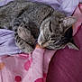 cat, tabby, sleeping, feline, pet, cozy, blanket, bed, indoors, fur, cute, resting, animal, whiskers, paw, domestic, soft, relaxed, pink, purple