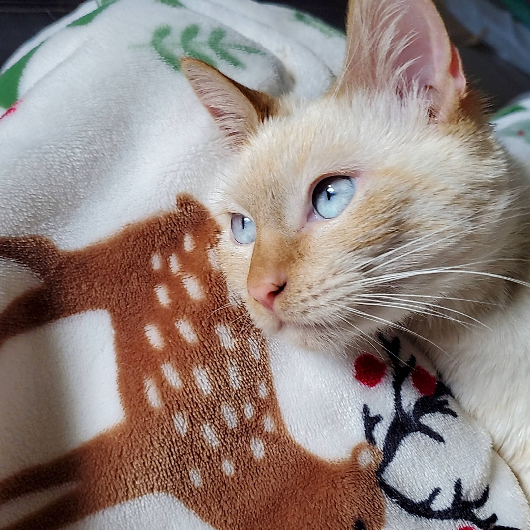 Asa is registered to the contest to win money with this photo: carnivore, cat, cat_supply, claw, collar, comfort, domestic_short_haired_cat, fawn, felidae, fur, linens, pattern, paw, pet_supply, plaid, small_to_medium_sized_cats, snout, textile, whiskers