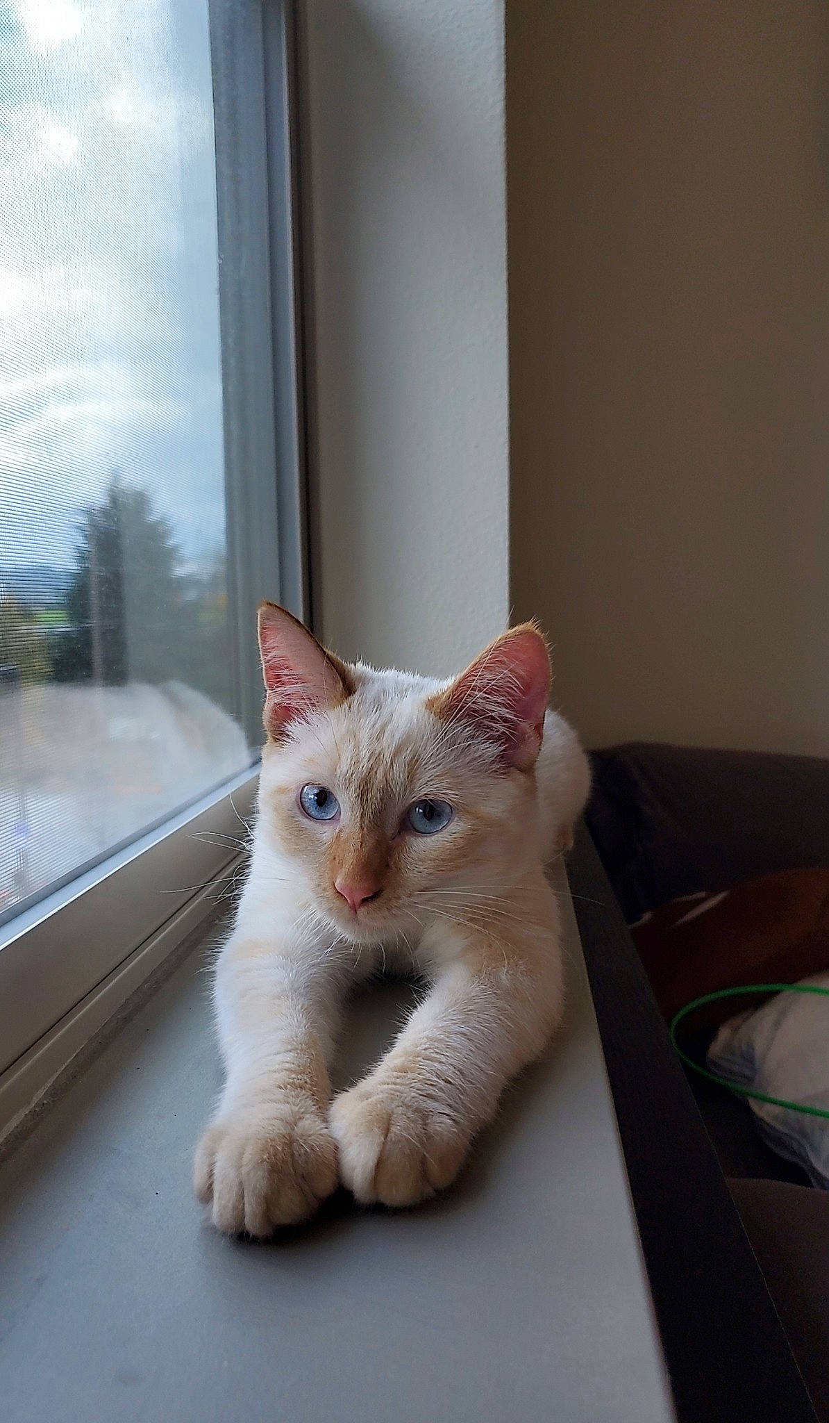 Asa is registered to the contest to win money with this photo: carnivore, cat, cloud, comfort, domestic_short_haired_cat, fawn, felidae, flooring, fur, paw, room, sky, small_to_medium_sized_cats, tail, whiskers, window, wood