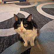 Luke joined the competition — help win amazing prizes! animal, black_and_white, carpet, cat, collar, curious, cute, domestic, ears, feline, floor, fluffy, fur, home, indoor, looking_up, pet, sitting, whiskers, yellow_eyes