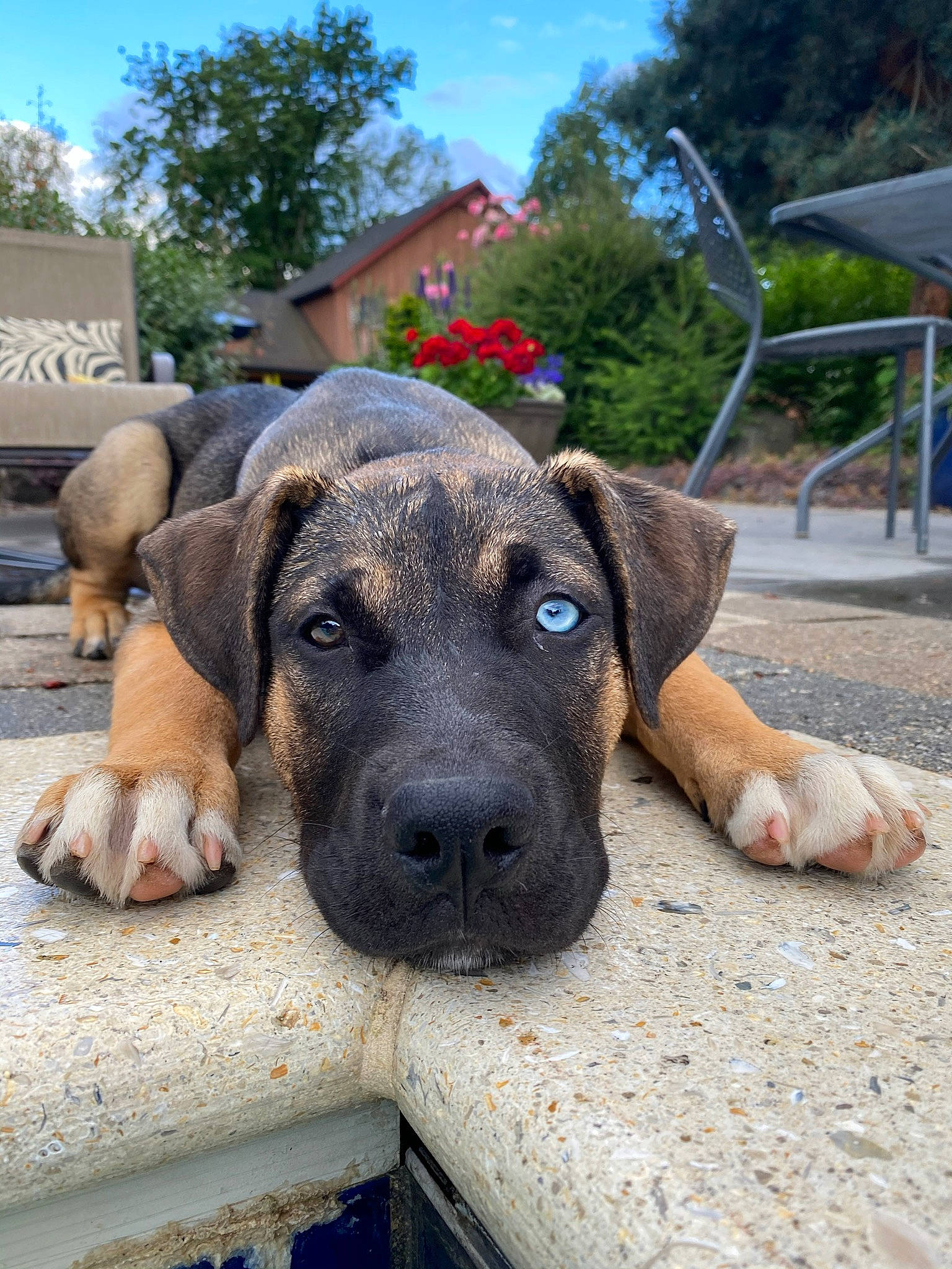 Dash joined the competition — help win amazing prizes! canidae, carnivore, dog, dog_breed, fawn, fila_brasileiro, guard_dog, mammal, non_sporting_group, snout, sporting_group, vertebrate