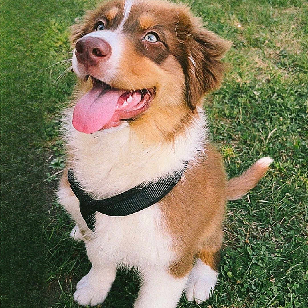Artic a rejoint le concours — aidez-le/la à gagner de superbes lots ! adorable, animal, blue_eyes, canine, collar, cute, dog, fluffy, grass, happy, nature, outdoor, pet, playful, puppy, sitting, smiling, sunlight, tongue_out, young_dog