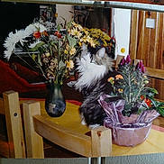 Chouchou participe au concours pour gagner de l'argent avec cette photo : cat, fluffy, table, flowers, vase, wooden_chair, plant, indoor, wood_paneling, decor, pet, feline, houseplant, purple_wrapping, orange_flowers, green_leaves, sitting, domestic, cozy, still_life