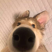 Roxie joined the competition — help win amazing prizes! dog, close_up, nose, curious, pet, animal, ears, fur, face, canine, indoor, quilted_background, looking_up, whiskers, snout, adorable, cute, portrait, friendly, soft_lighting