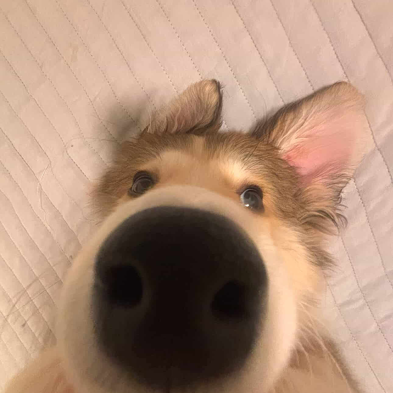 Roxie joined the competition — help win amazing prizes! dog, close_up, nose, curious, pet, animal, ears, fur, face, canine, indoor, quilted_background, looking_up, whiskers, snout, adorable, cute, portrait, friendly, soft_lighting