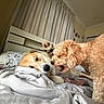 Roxie is registered to the contest to win money with this photo: dog, bed, blanket, playful, indoor, pet, fur, canine, cozy, headboard, curtains, pillow, light, room, paw, mouth, sleepy, white, beige, brown