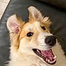 Roxie is registered to the contest to win money with this photo: dog, happy, pet, canine, smiling, fur, ears, mouth, teeth, tongue, closeup, indoor, couch, leather, animal, companion, cute, friendly, playful, portrait