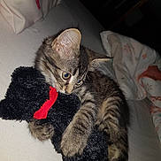 Princesse participe au concours pour gagner de l'argent avec cette photo : abyssinian, animal, bed, bedroom, blanket, cat, chair, couch, cushion, furniture, homedecor, indoors, kitten, manx, person, pet, plush, room, sleeping, toy