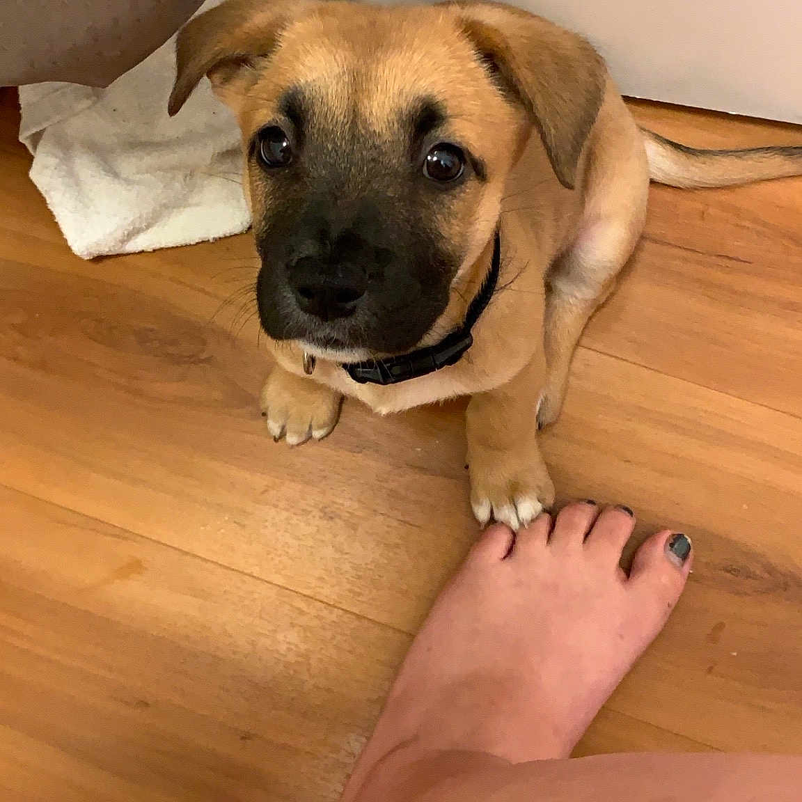 Link joined the competition — help win amazing prizes! black_mouth_cur, boerboel, bullmastiff, canidae, carnivore, dog, dog_breed, english_mastiff, fawn, guard_dog, mammal, non_sporting_group, paw, perro_de_presa_mallorquin, potcake_dog, puppy, skin, snout, vertebrate