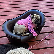 Tony Jd is registered to the contest to win money with this photo: animal, black_chair, canine, casual, companion, curly_dog, cute, daylight, dog, fur, leash, outdoor, pet_chair, pets, pink_hoodie, pug, relaxing, small_dog, sniffing, wooden_deck