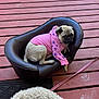 animal, black_chair, canine, casual, companion, curly_dog, cute, daylight, dog, fur, leash, outdoor, pet_chair, pets, pink_hoodie, pug, relaxing, small_dog, sniffing, wooden_deck