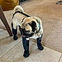 pug, dog, pet, booties, harness, indoor, living_room, carpet, tile_floor, furniture, bean_bag, wooden_cabinet, decor, tongue_out, curious, animal, canine, house, flooring, domestic