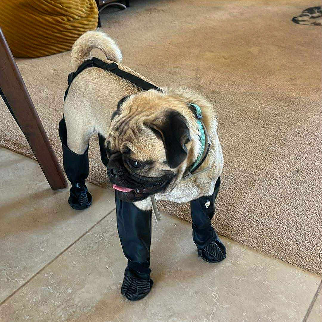 Toby joined the competition — help win amazing prizes! animal, bean_bag, booties, canine, carpet, curious, decor, dog, domestic, flooring, furniture, harness, house, indoor, living_room, pet, pug, tile_floor, tongue_out, wooden_cabinet