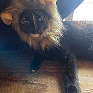 Little Kitty is registered to the contest to win money with this photo: cat, black_cat, lion_mane, costume, pet, animal, feline, portrait, close_up, dramatic_lighting, sunlight, indoor, wooden_floor, long_hair, green_eyes, whiskers, playful, funny, regal, photography