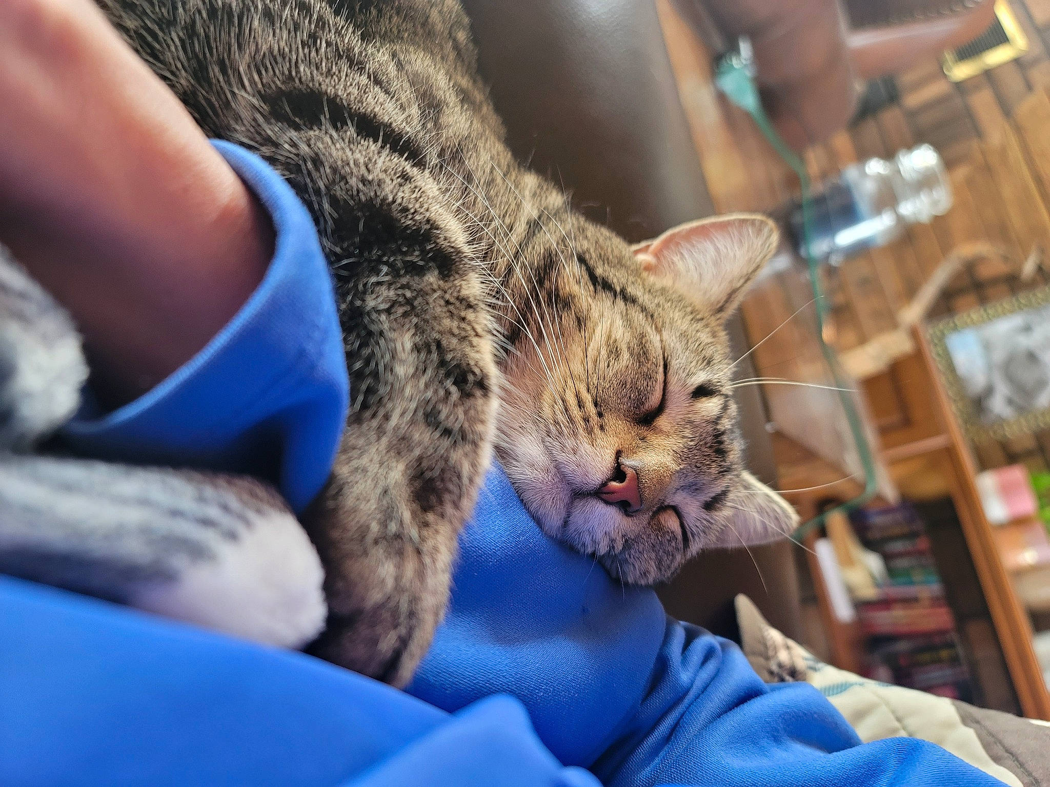 Gary is registered to the contest to win money with this photo: carnivore, cat, claw, comfort, domestic_short_haired_cat, electric_blue, felidae, fur, gesture, human_leg, nail, paw, small_to_medium_sized_cats, snout, terrestrial_animal, whiskers, wildlife