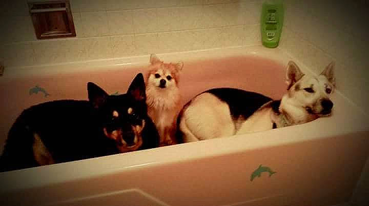 Jasper Bear And Valentine