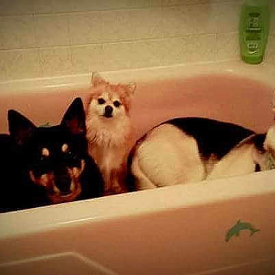 Jasper Bear And Valentine