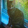 cat, tabby_cat, windowsill, window, indoor, pet, animal, feline, looking, greenery, nature, sunlight, shadow, curtain, houseplant, domestic, cozy, quiet, portrait, side_view