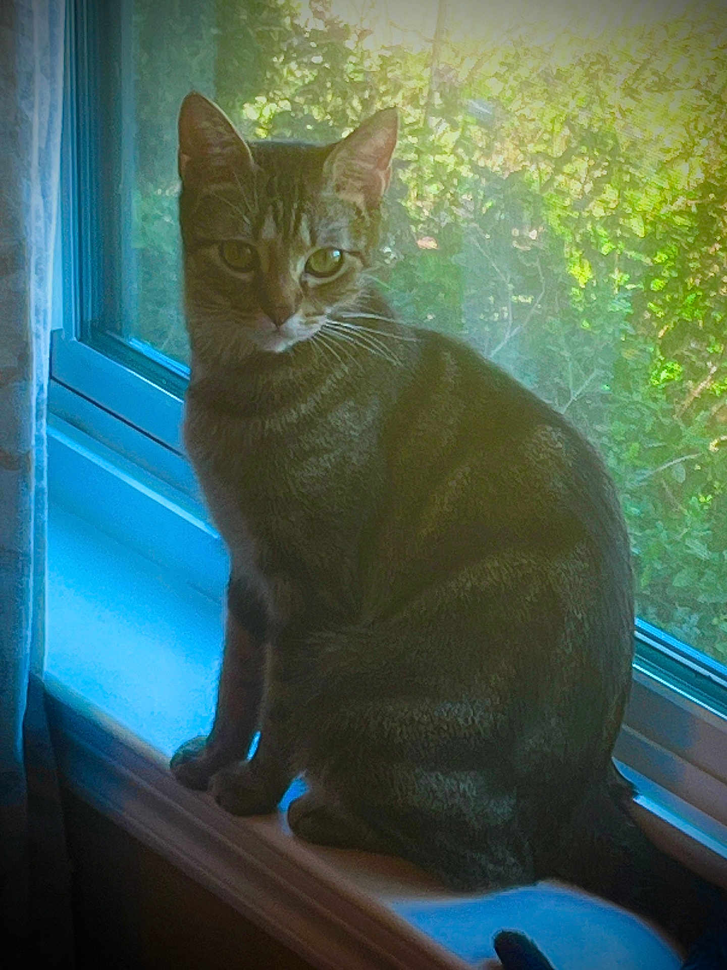 Cleo is registered to the contest to win money with this photo: cat, tabby_cat, windowsill, window, indoor, pet, animal, feline, looking, greenery, nature, sunlight, shadow, curtain, houseplant, domestic, cozy, quiet, portrait, side_view