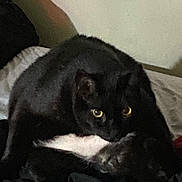 Fatty is registered to the contest to win money with this photo: cat, black_cat, animal, pet, indoor, bed, feline, yellow_eyes, fur, whiskers, paw, sitting, looking, resting, domestic_animal, cute, mammal, furniture, home, wall
