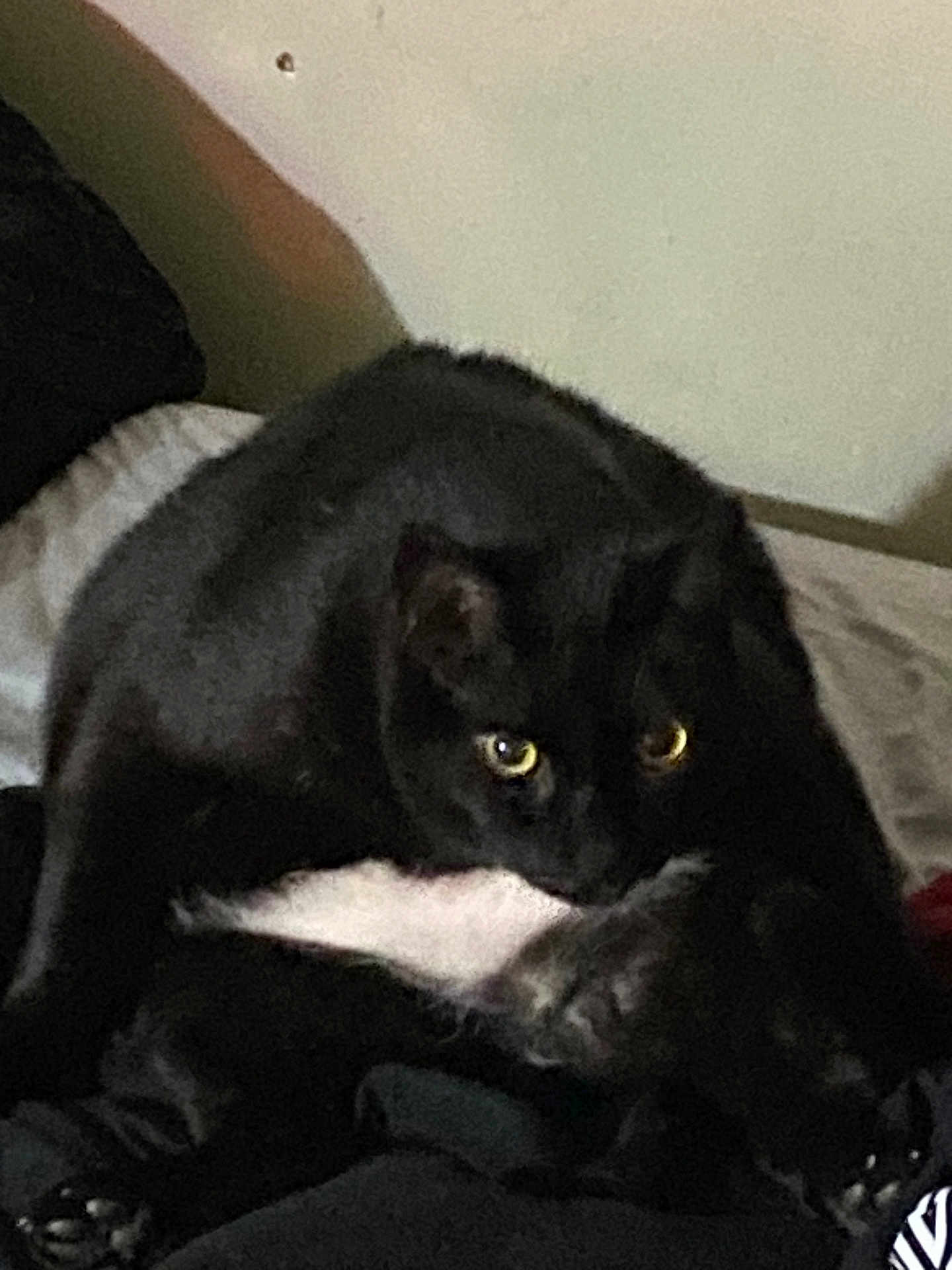 Fatty is registered to the contest to win money with this photo: cat, black_cat, animal, pet, indoor, bed, feline, yellow_eyes, fur, whiskers, paw, sitting, looking, resting, domestic_animal, cute, mammal, furniture, home, wall