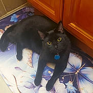 Nelly joined the competition — help win amazing prizes! cat, black_cat, animal, pet, indoor, floor_mat, butterfly, yellow_eyes, relaxed, curious, feline, collar, tag, kitchen, cabinet, tile_floor, lying_down, close_up, domestic_animal, cute