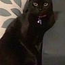 Nelly is registered to the contest to win money with this photo: black_cat, cat, pet, indoor, couch, furniture, collar, bell, animal, eyes, sitting, dark, shadow, home, floor, cute, feline, domestic_animal, resting, quiet