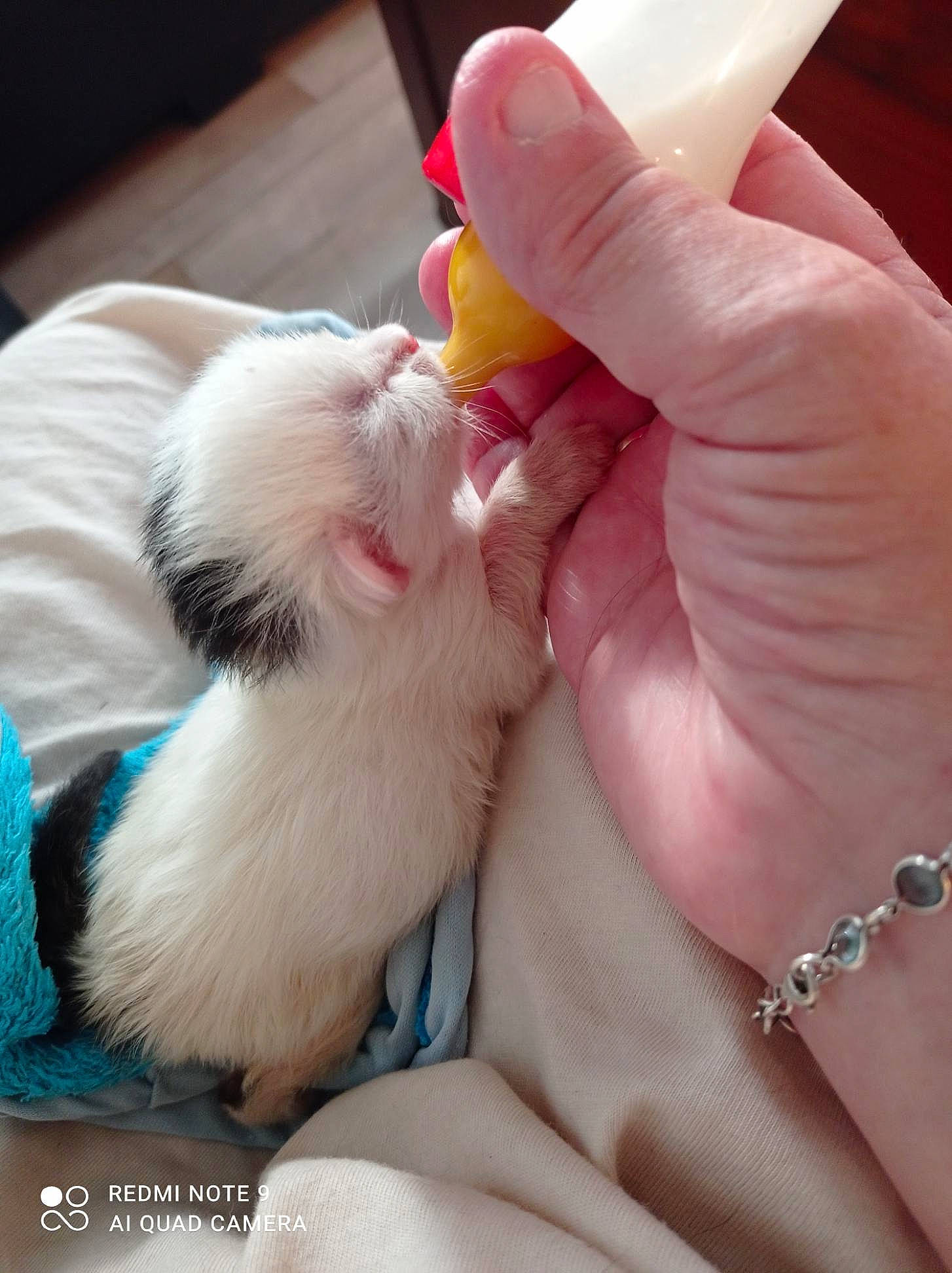 Boule a rejoint le concours — aidez-le/la à gagner de superbes lots ! carnivore, cat, companion_dog, ear, fawn, felidae, finger, foot, gesture, hand, human_leg, jewellery, lap, nail, pink, skin, small_to_medium_sized_cats, tail, thumb, whiskers