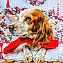 Maya participe au concours pour gagner de l'argent avec cette photo : dog, animal, pet, holiday, christmas, festive, scarf, red, white, wood, blanket, decorations, wreath, ornaments, tree, fur, paws, portrait, indoors, cozy