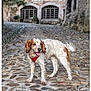 dog, animal, pet, outdoor, cobblestone, street, stone_building, red_harness, happy, tongue_out, walking, nature, canine, fur, ears, tail, pavement, vintage, architecture, daylight