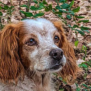 Maya a rejoint le concours — aidez-le/la à gagner de superbes lots ! dog, animal, outdoor, nature, tree, leaves, fur, ears, closeup, pet, canine, portrait, resting, brown, white, eyes, wildlife, forest, muzzle, background