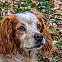 dog, animal, outdoor, nature, tree, leaves, fur, ears, closeup, pet, canine, portrait, resting, brown, white, eyes, wildlife, forest, muzzle, background
