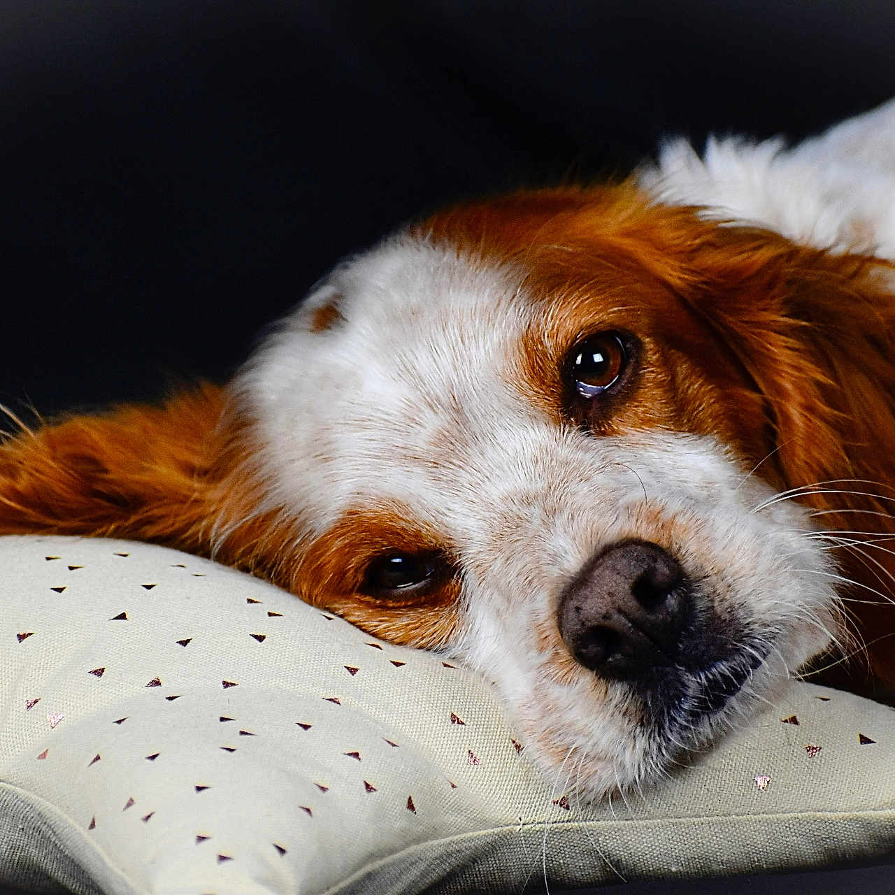 Maya a rejoint le concours — aidez-le/la à gagner de superbes lots ! animal, brown_and_white, close_up, cozy, cushion, dog, expression, fur, indoor, laying_down, nose, patterned_cushion, pet, portrait, quiet, relaxed, resting, sleepy, soft_texture, whiskers