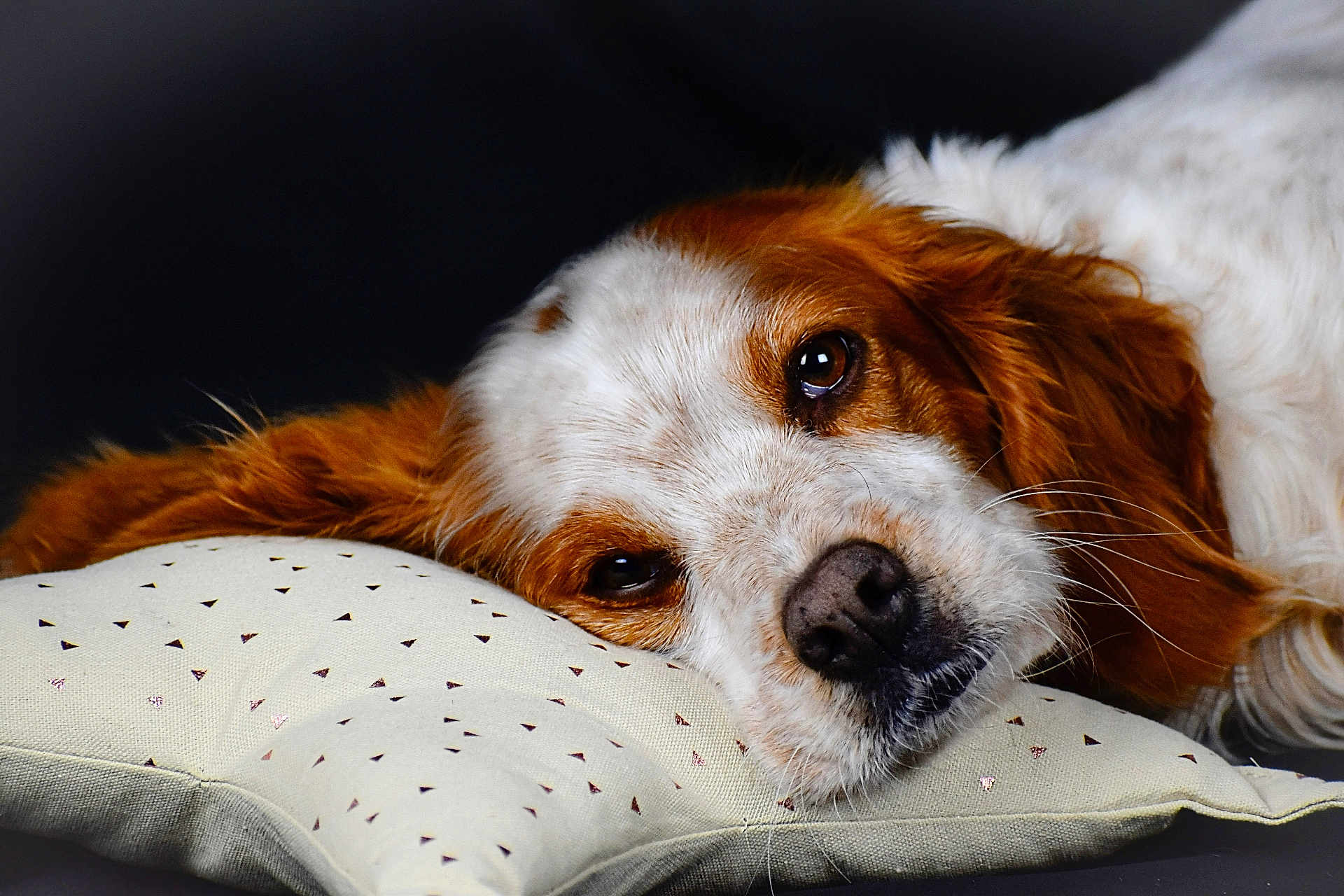 Maya a rejoint le concours — aidez-le/la à gagner de superbes lots ! dog, resting, close_up, cushion, patterned_cushion, brown_and_white, sleepy, pet, fur, nose, whiskers, indoor, portrait, animal, cozy, relaxed, laying_down, soft_texture, expression, quiet