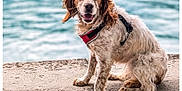 Maya participe au concours pour gagner de l'argent avec cette photo : dog, animal, pet, outdoor, water, sitting, happy, canine, fur, harness, nature, lake, portrait, mammal, friendly, companion, paw, daylight, brown, white