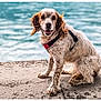 dog, animal, pet, outdoor, water, sitting, happy, canine, fur, harness, nature, lake, portrait, mammal, friendly, companion, paw, daylight, brown, white