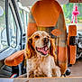 Maya a rejoint le concours — aidez-le/la à gagner de superbes lots ! dog, pet, vehicle, car_seat, orange, happy, tongue_out, window, interior, cushion, plush_toy, fur, smiling, seat, dashboard, sunlight, door, headrest, animal, domestic_animal