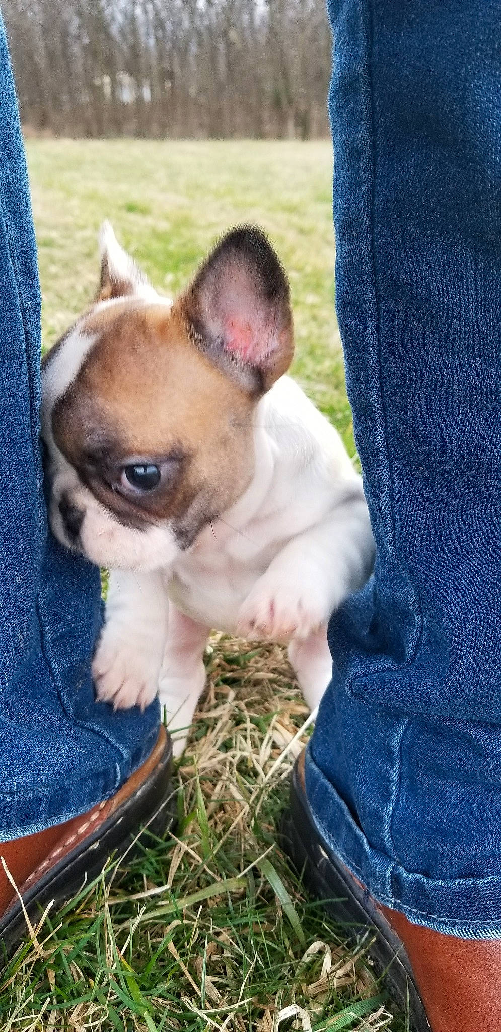 Jazi joined the competition — help win amazing prizes! bulldog, canidae, carnivore, companion_dog, dog, dog_breed, fawn, french_bulldog, mammal, non_sporting_group, puppy, puppy_love, rare_breed_dog, snout, toy_bulldog, toy_dog, vertebrate